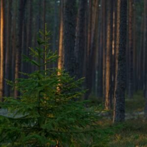 Forest Nature - Tranquil and peaceful pine forest scene at dusk #14258704
