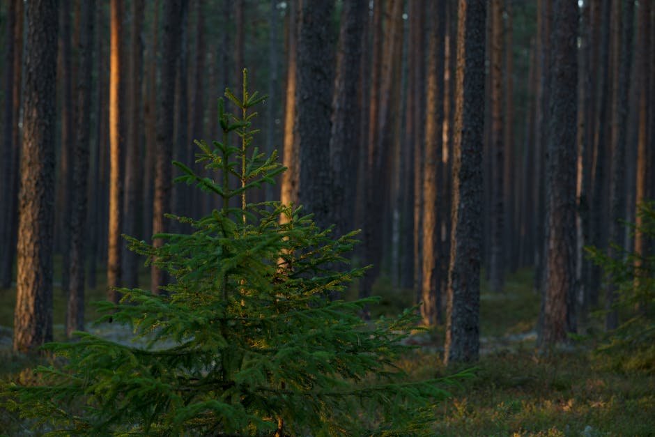 Forest Nature - Tranquil and peaceful pine forest scene at dusk #14258704