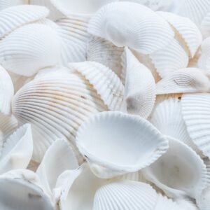 Beach Scenery - A detailed close-up of white seashells creating #1883386