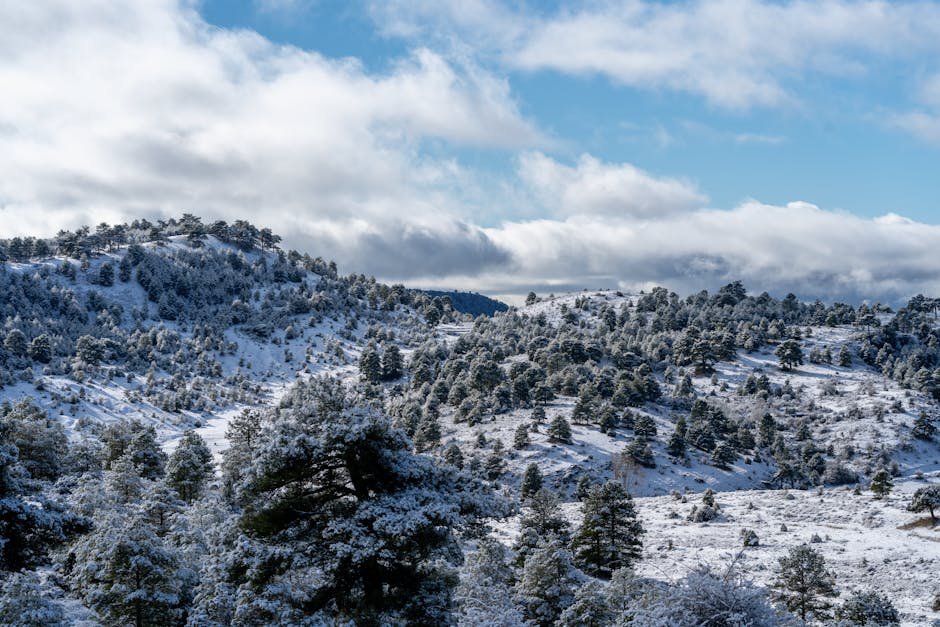 Forest Nature - A scenic winter panorama of snow-covered hills a #22809273
