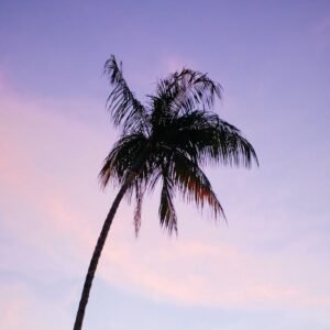 Beach Scenery - A palm tree silhouetted against a vibrant sunset #2371936