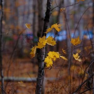 Lake Reflections - Captivating autumn leaves in a serene forest set #29237925