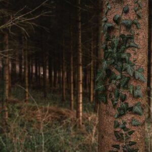 Forest Nature - A tranquil forest scene featuring ivy-covered tr #30289797