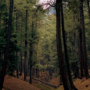 Forest Nature - A peaceful forest scene featuring tall pine tree #31509005