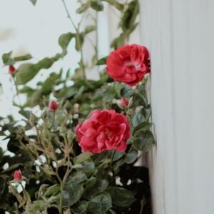 Desert Wilderness - Beautiful red roses blooming against a wall with #31981821