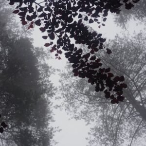 Forest Nature - Dramatic view of tall trees in a foggy forest wi #32478371