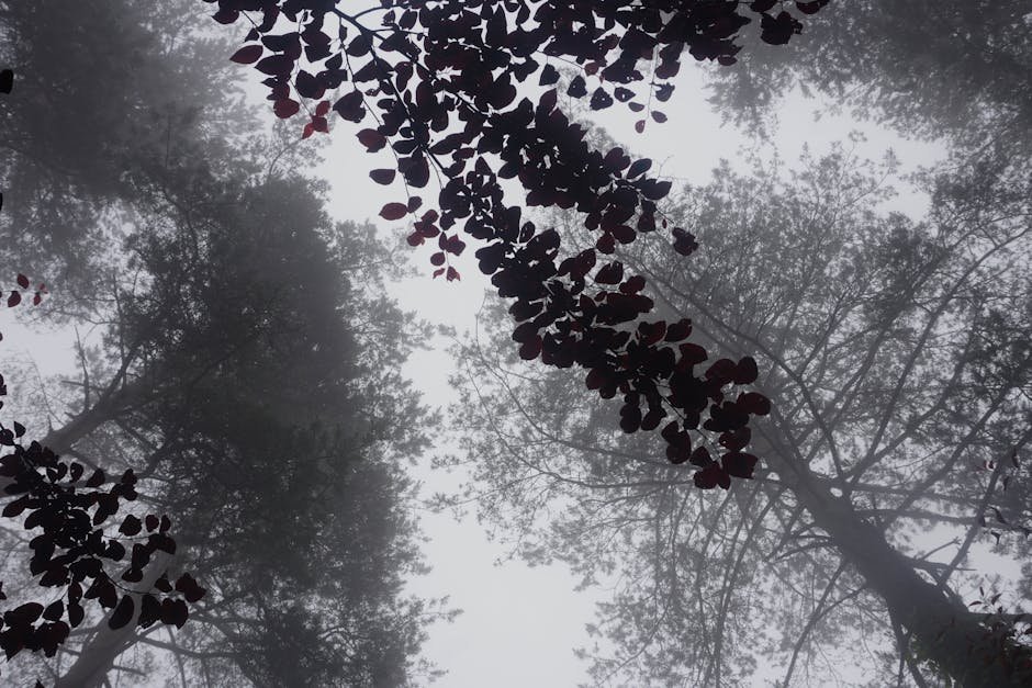 Forest Nature - Dramatic view of tall trees in a foggy forest wi #32478371