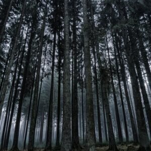 Forest Nature - Explore the serene beauty of a misty coniferous #326337