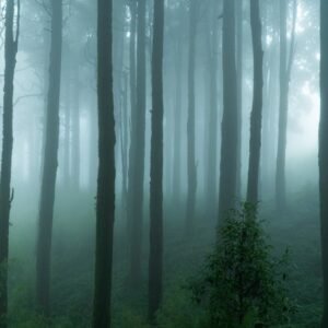 Forest Nature - Serene misty pine forest creating a tranquil and #35151768
