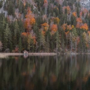 Forest Nature - Serene autumn landscape with vibrant forest refl #36132482