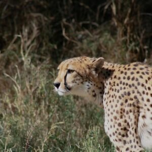 Desert Wilderness - Close-up of a majestic cheetah in its natural ha #7531040